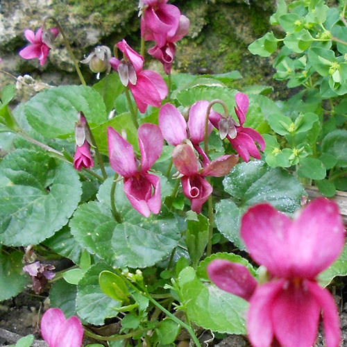 Violeta de olor 'Coeur d'Alsace